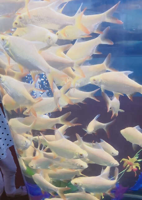 模特-